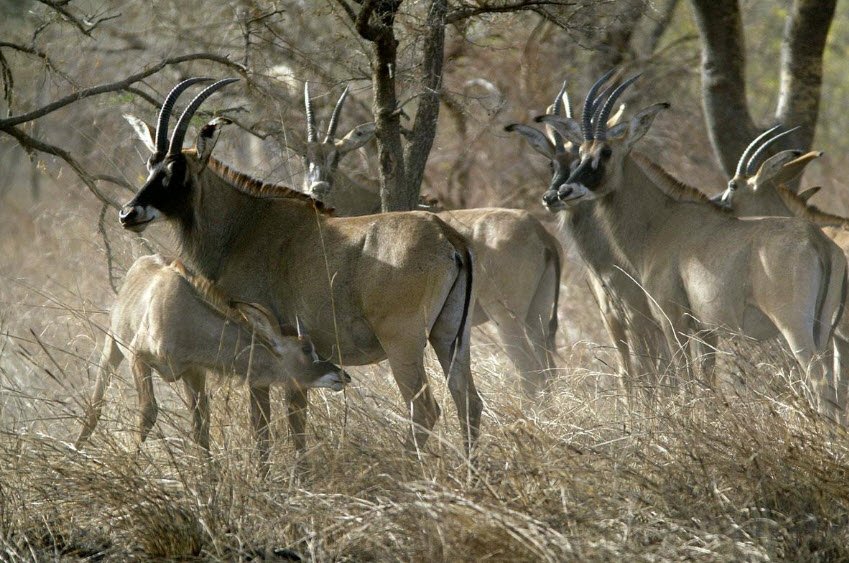 Manda National Park